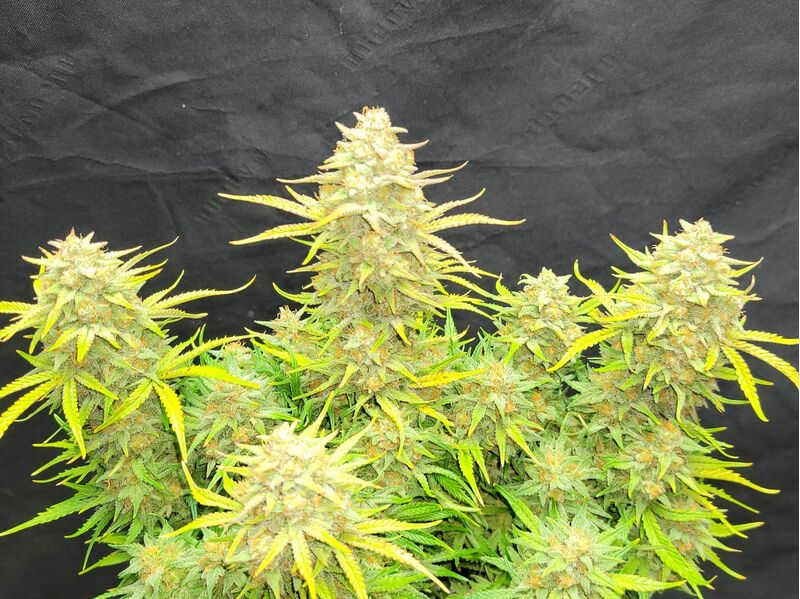 Sour Jealousy Auto, Фасовка: 3, изображение 23